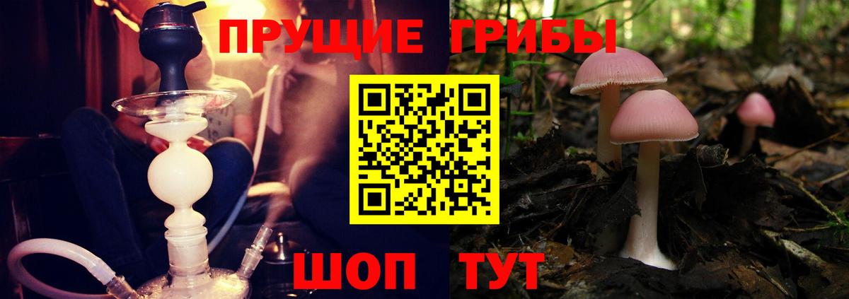 Галлюциногенные грибы Psilocybe Можайск